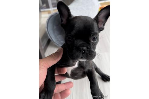 成約済の福岡県のフレンチブルドッグ-216184の2枚目