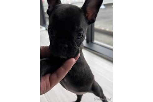 成約済の福岡県のフレンチブルドッグ-216184の3枚目