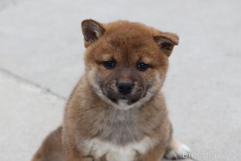 成約済の埼玉県の柴犬-221128