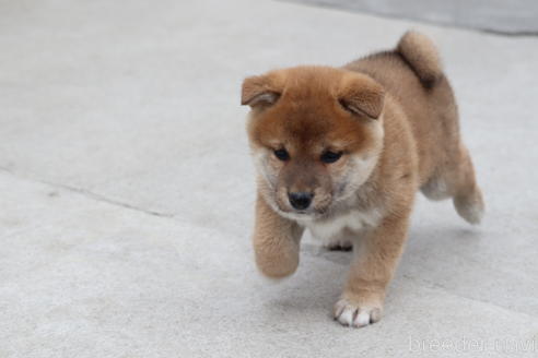 成約済の埼玉県の柴犬-221128の4枚目