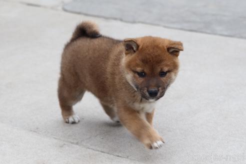 成約済の埼玉県の柴犬-221128の3枚目
