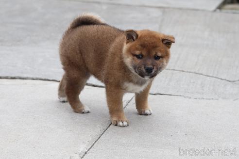 成約済の埼玉県の柴犬-221128の2枚目