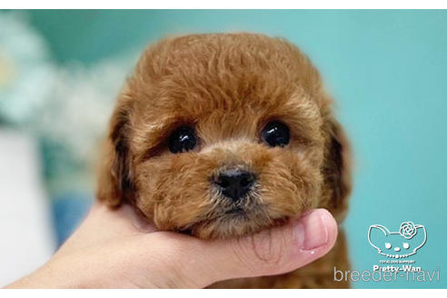 成約済の愛知県のトイプードル-224937の6枚目