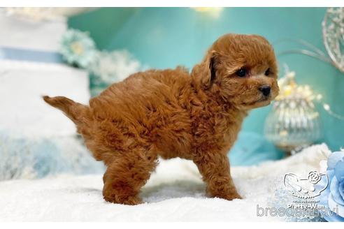 成約済の愛知県のトイプードル-224937の7枚目