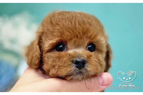 成約済の愛知県のトイプードル-224937の8枚目