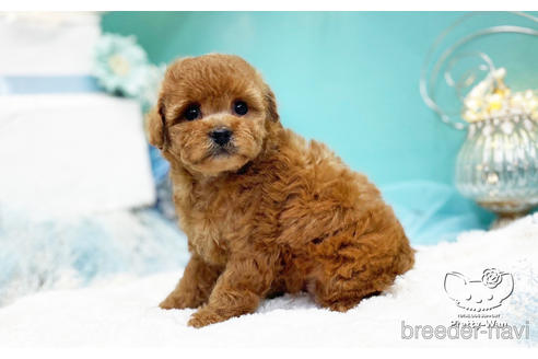 成約済の愛知県のトイプードル-224937の9枚目