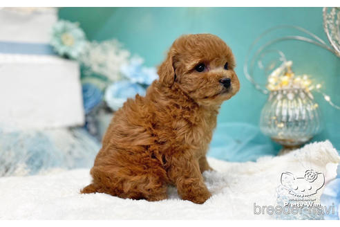 成約済の愛知県のトイプードル-224937の10枚目