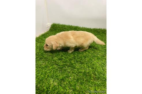 成約済の愛知県のゴールデンレトリーバー-224942の3枚目