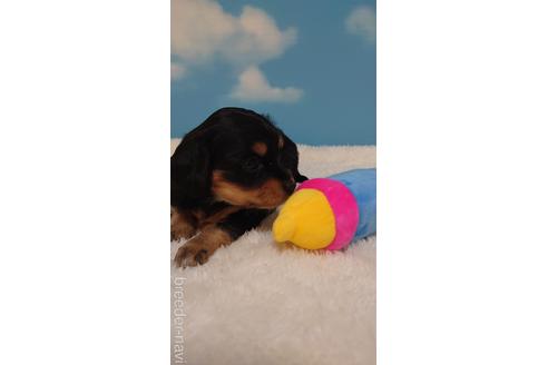 成約済の埼玉県のミックス犬-222150の4枚目