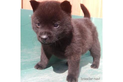 販売中の鹿児島県の甲斐犬-224967