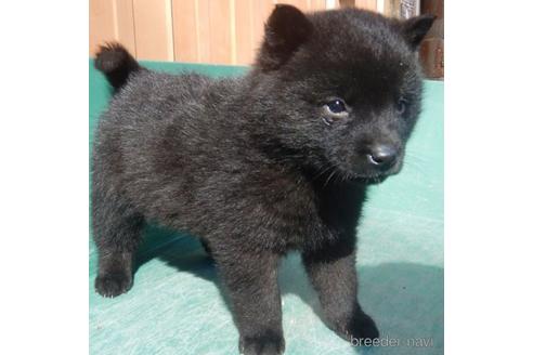 販売中の鹿児島県の甲斐犬-224977