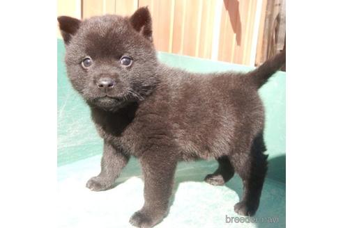 販売中の鹿児島県の甲斐犬-224978