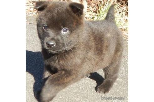 販売中の鹿児島県の甲斐犬-224979