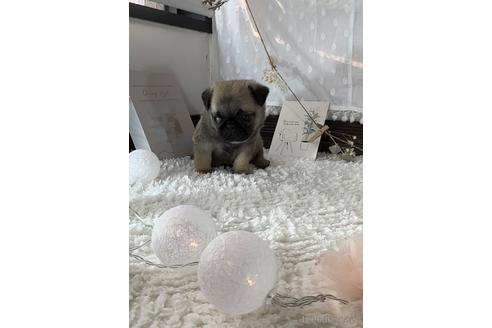 成約済の福岡県のパグ-220901の5枚目