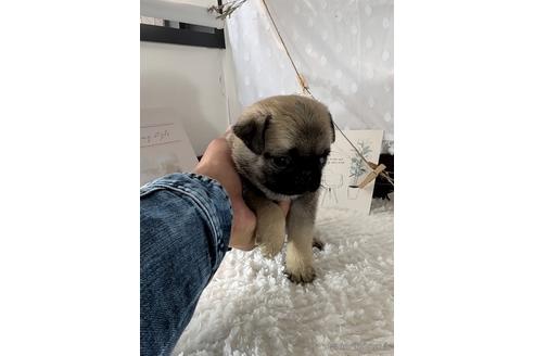 成約済の福岡県のパグ-220901の3枚目