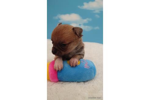 成約済の埼玉県のチワワ(ロングコート)-224987の1枚目