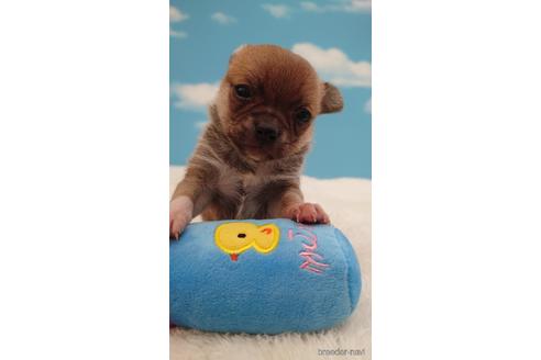 成約済の埼玉県のチワワ(ロングコート)-224987の4枚目