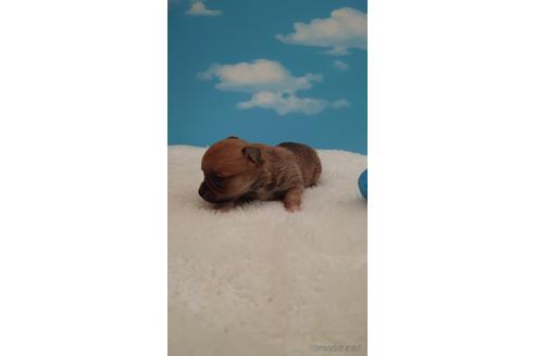 成約済の埼玉県のチワワ(ロングコート)-224987の3枚目