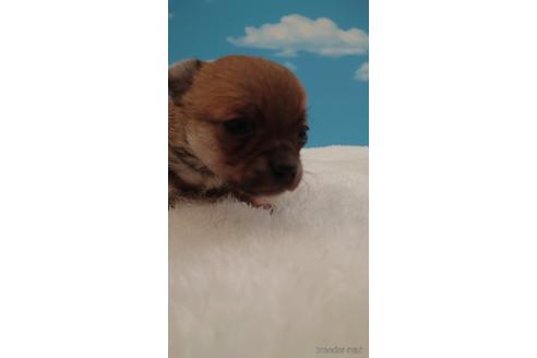 成約済の埼玉県のチワワ(ロングコート)-224987の2枚目