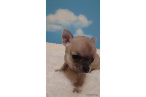 成約済の埼玉県のチワワ(スムースコート)-224989の1枚目