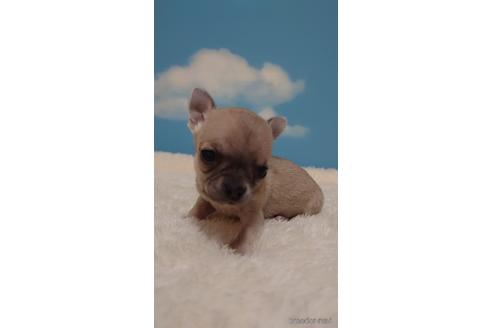 成約済の埼玉県のチワワ(スムースコート)-224989の4枚目