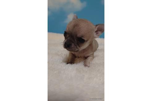 成約済の埼玉県のチワワ(スムースコート)-224989の3枚目