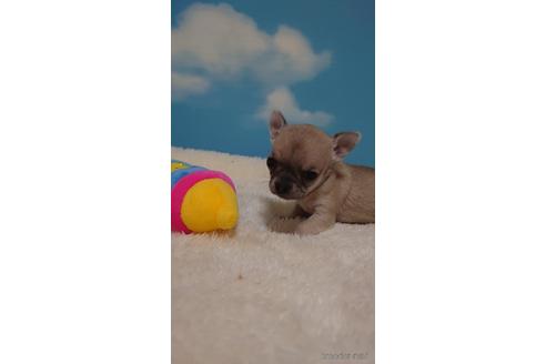 成約済の埼玉県のチワワ(スムースコート)-224989の2枚目