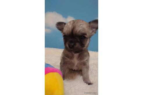 成約済の埼玉県のチワワ(ロングコート)-224990の1枚目