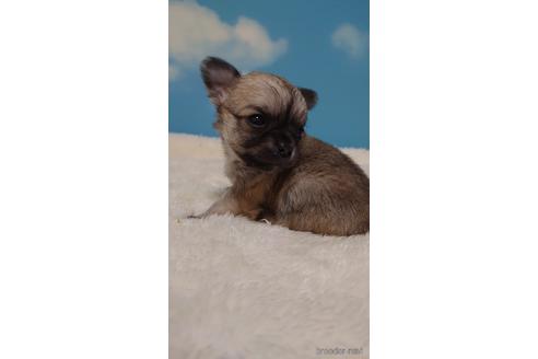 成約済の埼玉県のチワワ(ロングコート)-224990の2枚目