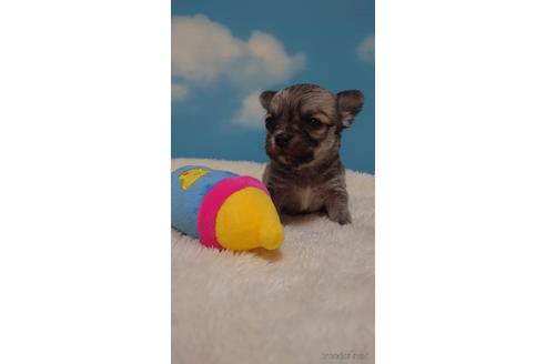 成約済の埼玉県のチワワ(ロングコート)-224991の1枚目