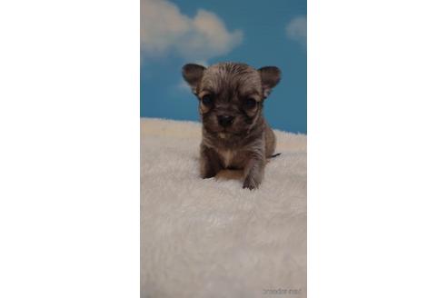 成約済の埼玉県のチワワ(ロングコート)-224991の4枚目