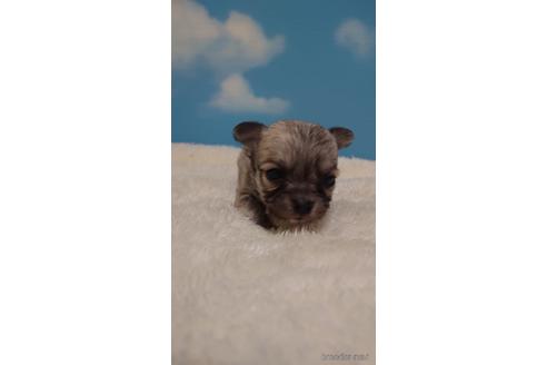 成約済の埼玉県のチワワ(ロングコート)-224991の3枚目