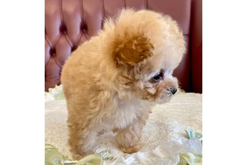 成約済の香川県のティーカッププードル-223652の4枚目