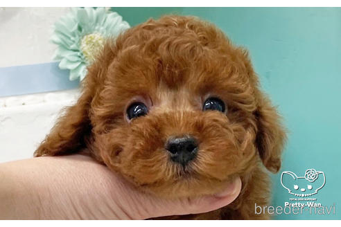 成約済の愛知県のトイプードル-224993