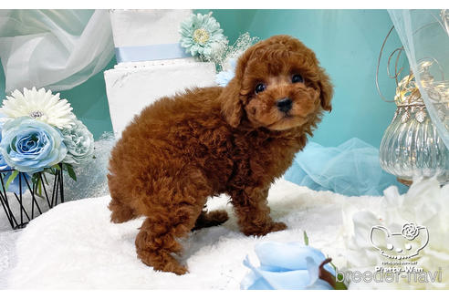 成約済の愛知県のトイプードル-224993の3枚目