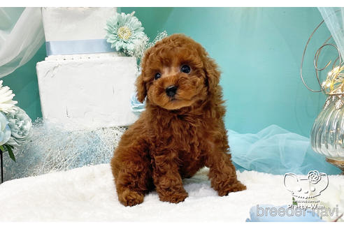 成約済の愛知県のトイプードル-224993の4枚目