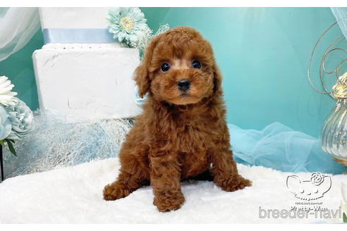 成約済の愛知県のトイプードル-224993の5枚目