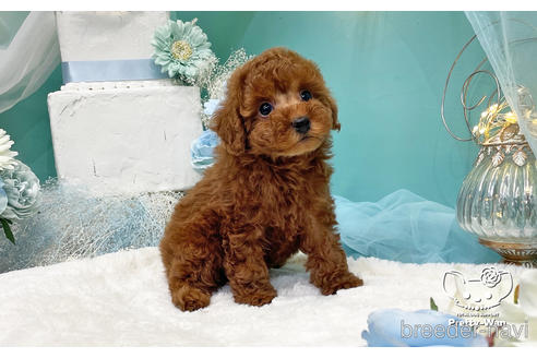 成約済の愛知県のトイプードル-224993の2枚目