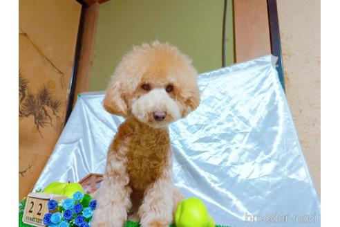 販売中の愛知県のトイプードル-180965
