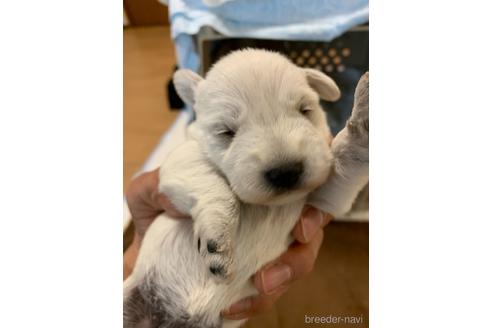 成約済の岐阜県のミニチュアシュナウザー-225028の3枚目