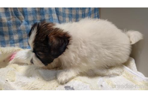 成約済の千葉県のパピヨン-216802の48枚目