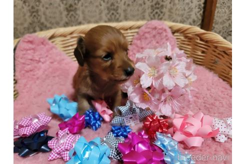 成約済の千葉県のミニチュアダックスフンド(ロングヘアード)-225058の1枚目