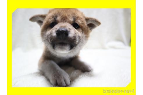 成約済の岡山県の柴犬-217452の3枚目