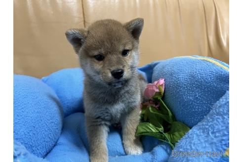 成約済の栃木県の柴犬-225086の2枚目