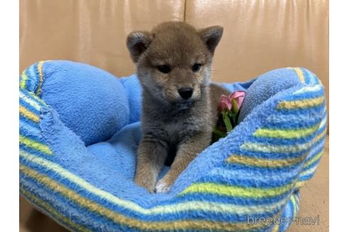 成約済の栃木県の柴犬-225086の3枚目