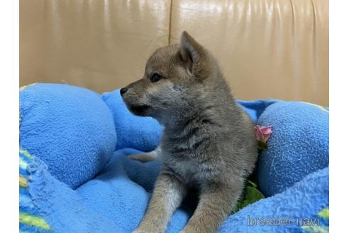 成約済の栃木県の柴犬-225086の4枚目