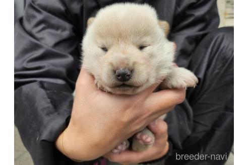 成約済の長崎県の柴犬-225091の2枚目