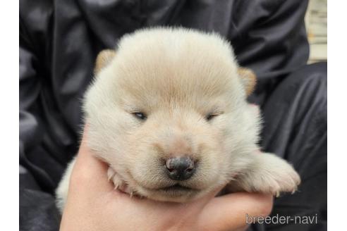 成約済の長崎県の柴犬-225091の3枚目