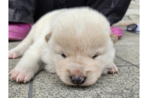 成約済の長崎県の柴犬-225091の1枚目