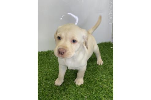 成約済の愛知県のラブラドールレトリーバー-219854の5枚目